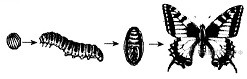 Какое свойство живых организмов изображено на рисунке бабочка
