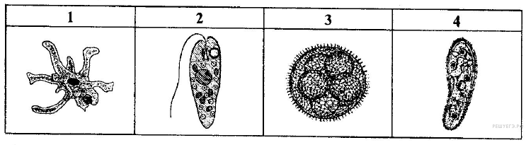 Какие организмы изображенные на рисунке 3