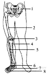 Цифрой 2 на рисунке обозначена кость