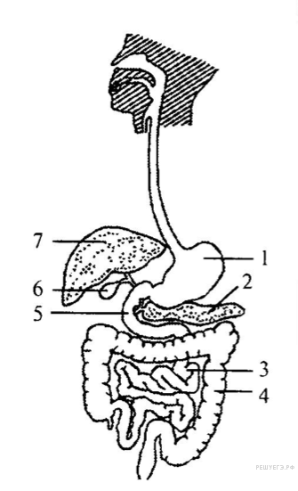 На рисунке крупная железа рыбы вырабатывающая желчь обозначена цифрой