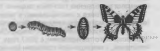 На рисунке изображена бабочка в разные периоды жизни