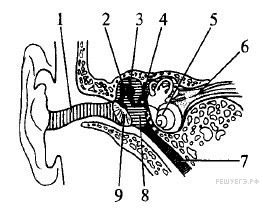 Назовите структуры уха человека обозначенные на рисунке буквами а и б какие функции они выполняют