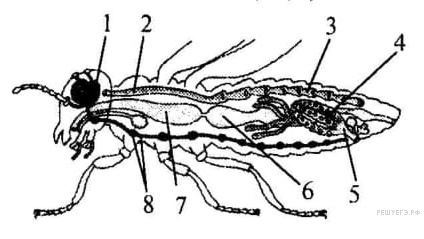 Какой цифрой на рисунке обозначена пищеварительная система насекомых