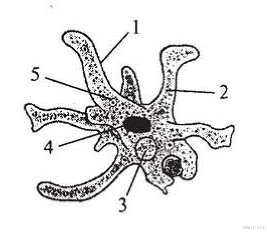 Что обозначено на рисунке цифрой 4 ядро цитоплазма пищеварительная вакуоль ложноножки псевдоподии